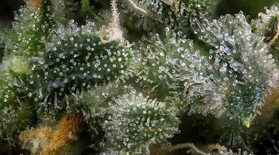 Weed Terpenes